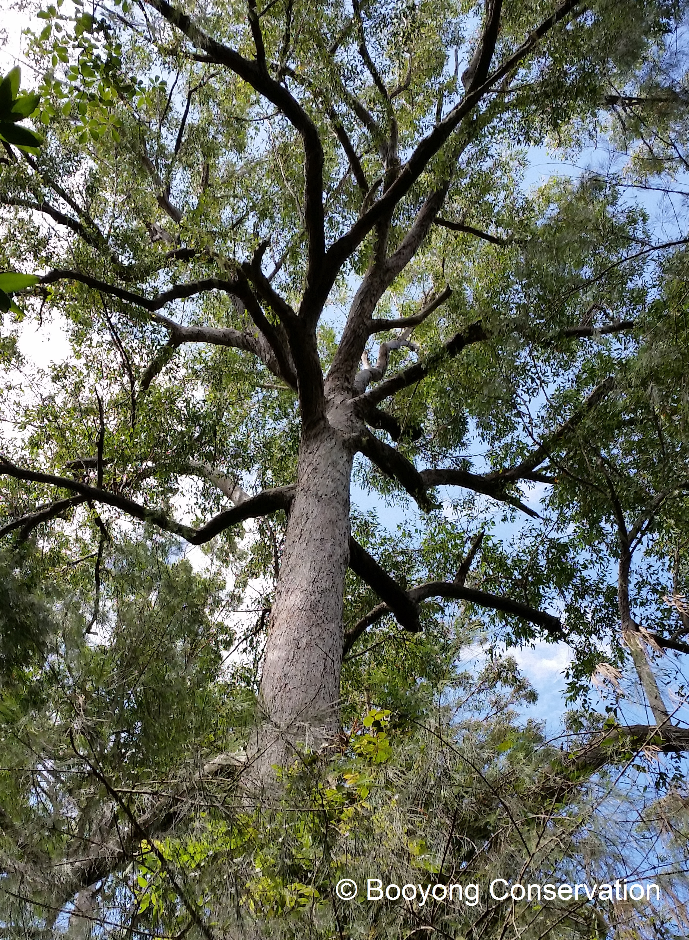 Turpentine Tree